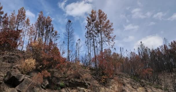 Спалені Ліси Національний Парк Севенн Франція — стокове відео