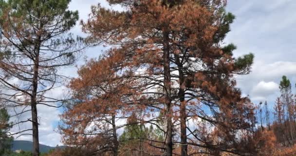 Floresta Queimada Parque Nacional Cevennes França — Vídeo de Stock