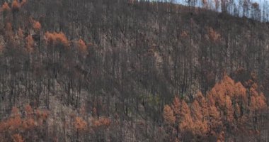 Yanmış orman, Cevennes Milli Parkı, Fransa