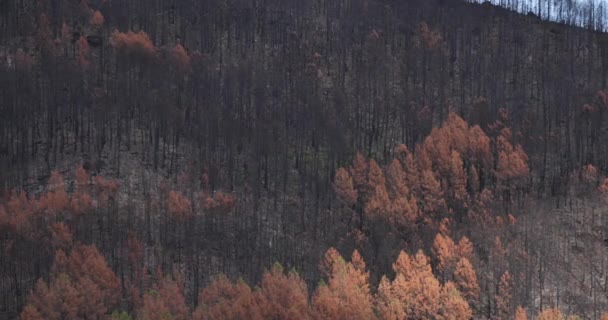 Bosque Quemado Parque Nacional Cevennes Francia — Vídeos de Stock