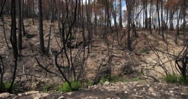 Yanmış orman, Cevennes Milli Parkı, Fransa.