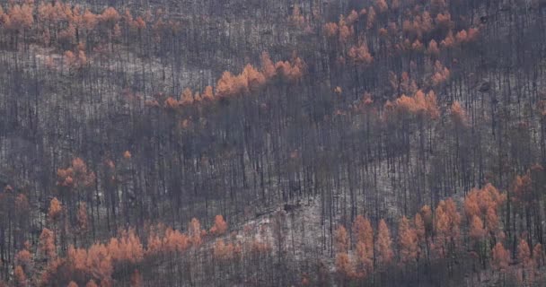 Verbrannter Wald Nationalpark Der Cevennen Frankreich — Stockvideo