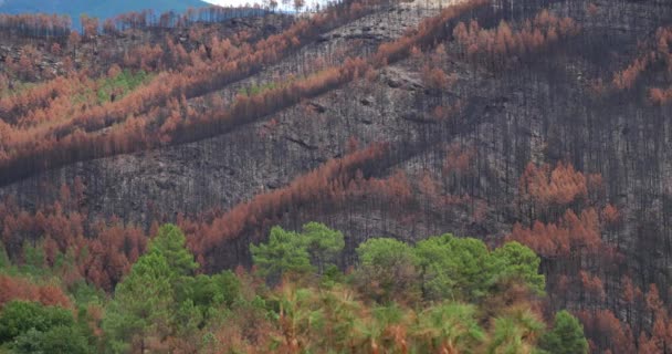 Burned Forest Cevennes National Park France — Stock Video