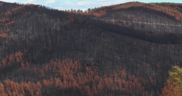 Spalony Las Park Narodowy Cevennes Francja — Wideo stockowe