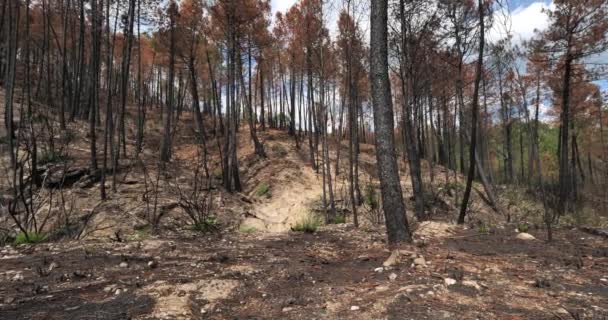 Yanmış Orman Cevennes Milli Parkı Fransa — Stok video