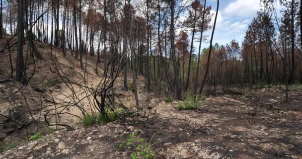 Bosque Quemado Parque Nacional Cevennes Francia — Vídeo de stock