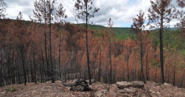 Спалені Ліси Національний Парк Севенн Франція — стокове відео