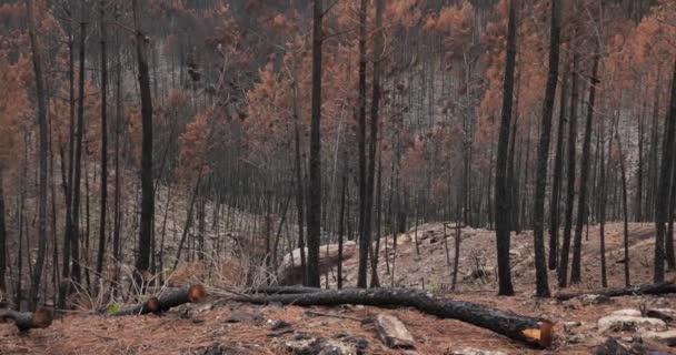 Bosque Quemado Parque Nacional Cevennes Francia — Vídeos de Stock