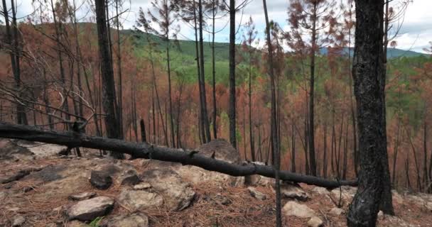 Spálený Les Národní Park Cevennes Francie — Stock video