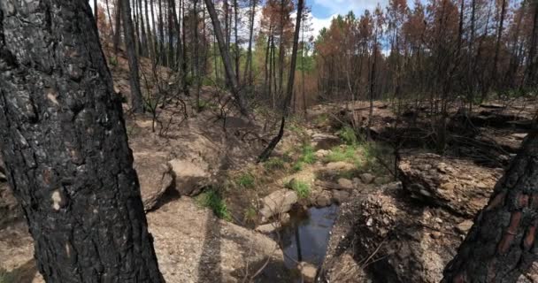 Foresta Bruciata Parco Nazionale Cevennes Francia — Video Stock