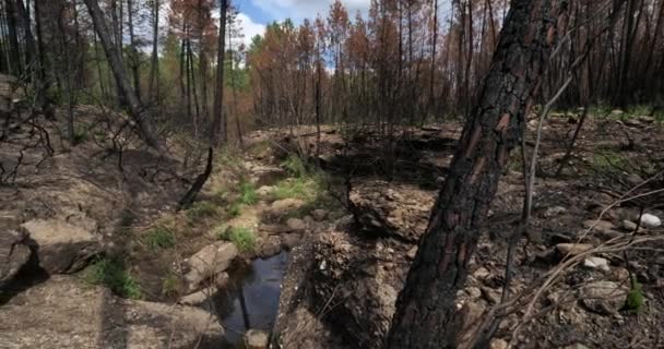 Bosque Quemado Parque Nacional Cevennes Francia — Vídeos de Stock