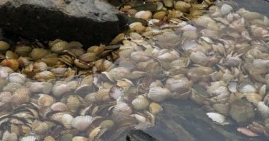 Loquemeau, deniz tarağı kabuğu limanda, Brittany Fransa 'da
