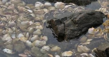 Loquemeau, deniz tarağı kabuğu limanda, Brittany Fransa 'da