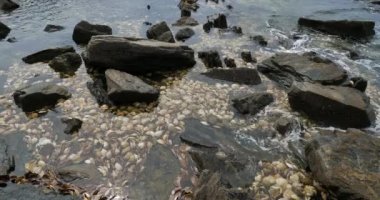 Loquemeau, deniz tarağı kabuğu limanda, Brittany Fransa 'da