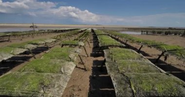 İstiridye parkları, Agon Coutainville, Manche departmanı, Cotentin, Normandiya Bölgesi, Fransa