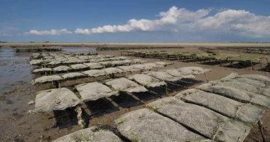 İstiridye parkları, Agon Coutainville, Manche departmanı, Cotentin, Normandiya Bölgesi, Fransa