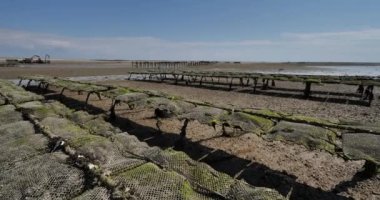 İstiridye parkları, Agon Coutainville, Manche departmanı, Cotentin, Normandiya Bölgesi, Fransa