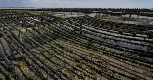 Muschelfarm Agon Coutainville Normandie Frankreich — Stockvideo