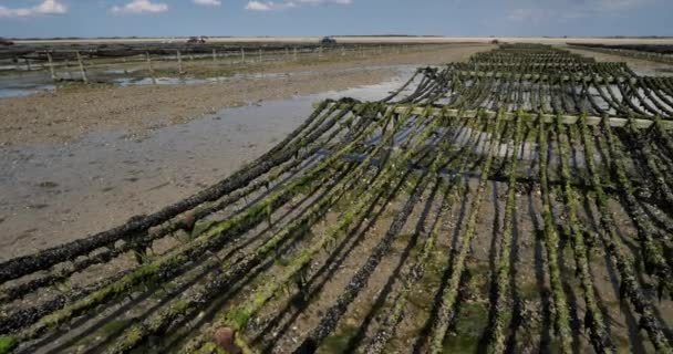 法国诺曼底Agon Coutainville Mussel农场 — 图库视频影像