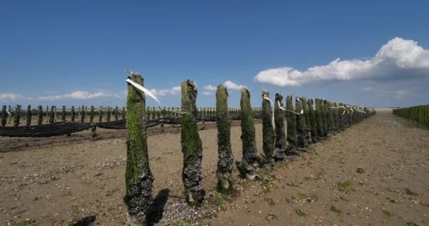 法国诺曼底Agon Coutainville Mussel农场 — 图库视频影像