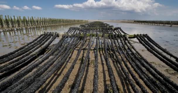 Muschelfarm Agon Coutainville Normandie Frankreich — Stockvideo