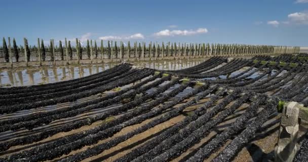 Mussel Farm Agon Coutainville Normandia França — Vídeo de Stock