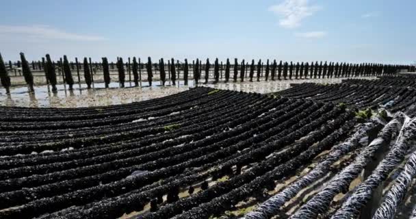 Mussel Farm Agon Coutainville Normandia França — Vídeo de Stock