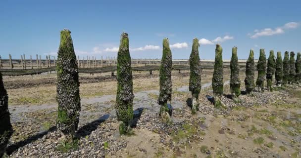 Mussel Farm Agon Coutainville Normandie France — Stock video