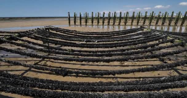 Mussel Farm Agon Coutainville Normandy France — Stock Video