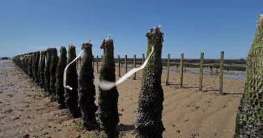 Midye çiftliği, Agon Coutainville, Fransa Normandiya