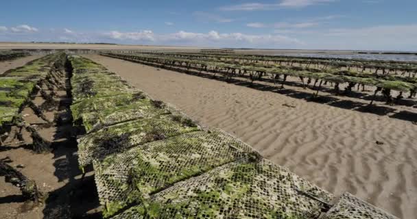 Oesterparken Agon Coutainville Manche Cotentin Normandië Frankrijk — Stockvideo