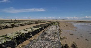 İstiridye parkları, Agon Coutainville, Manche departmanı, Cotentin, Normandiya Bölgesi, Fransa