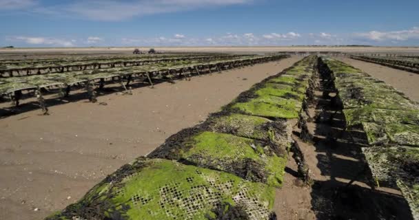 Oyster Parks Agon Coutainville Departamento Manche Cotentin Región Normandía Francia — Vídeo de stock