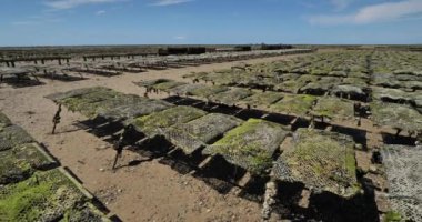 İstiridye parkları, Agon Coutainville, Manche departmanı, Cotentin, Normandiya Bölgesi, Fransa
