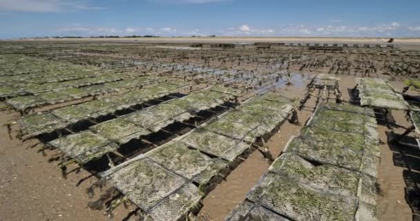 Oyster Parks Agon Coutainville Manche Department Cotentin Normandy Region France — Stock Video