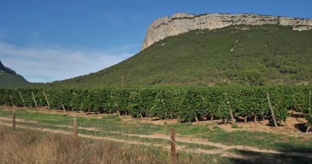 Üzüm Bağları Pic Saint Loup Hortus Herault Departmanı Occitan Fransa — Stok video
