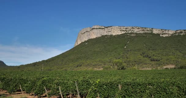 Viñedos Pic Saint Loup Hortus Departamento Herault Occitano Francia — Vídeo de stock