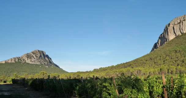 Vingårdar Pic Saint Loup Och Hortus Herault Departement Occitanska Frankrike — Stockvideo