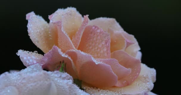 Rosée Matin Sur Une Rose — Video