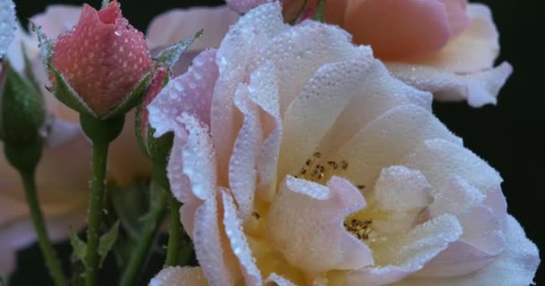 清晨的露珠上一朵玫瑰 — 图库视频影像