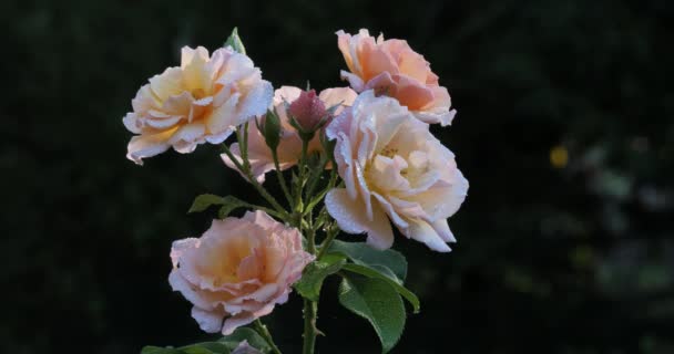 Ranna Rosa Róży — Wideo stockowe