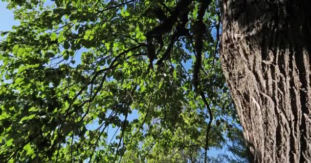 Tilia Europae Allgemein Bekannt Als Europäische Linde Frankreich — Stockvideo