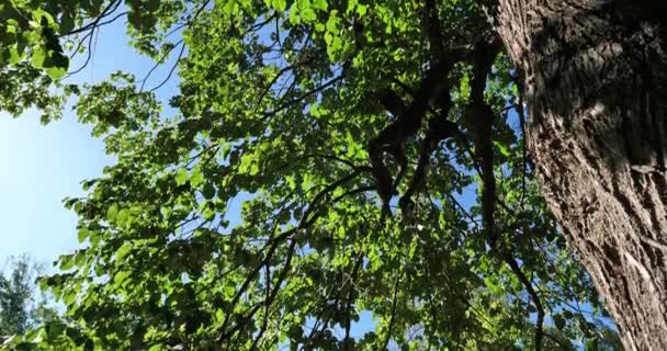 Tilia Europae Allgemein Bekannt Als Europäische Linde Frankreich — Stockvideo