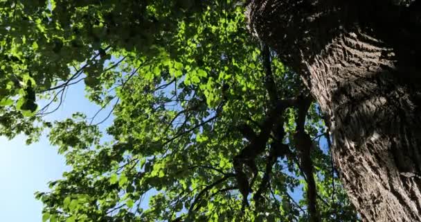 Tilia Europae Allmänt Känd Som Europeisk Kalk Frankrike — Stockvideo