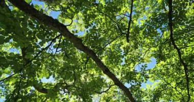 Lale ağacı, L. tulipifera, mavi gökyüzüne karşı..