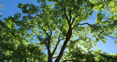 Lale ağacı, L. tulipifera, mavi gökyüzüne karşı..