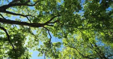 Lale ağacı, L. tulipifera, mavi gökyüzüne karşı..