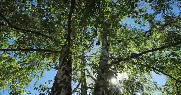 Mavi Gökyüzüne Karşı Huş Ağacının Gövdesi Yaprakları — Stok video