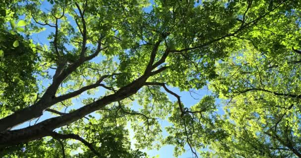 Tulpenbaum Tulipifera Gegen Den Blauen Himmel — Stockvideo