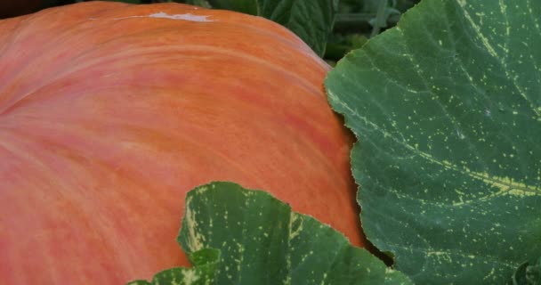 生长在花园里的南瓜 — 图库视频影像